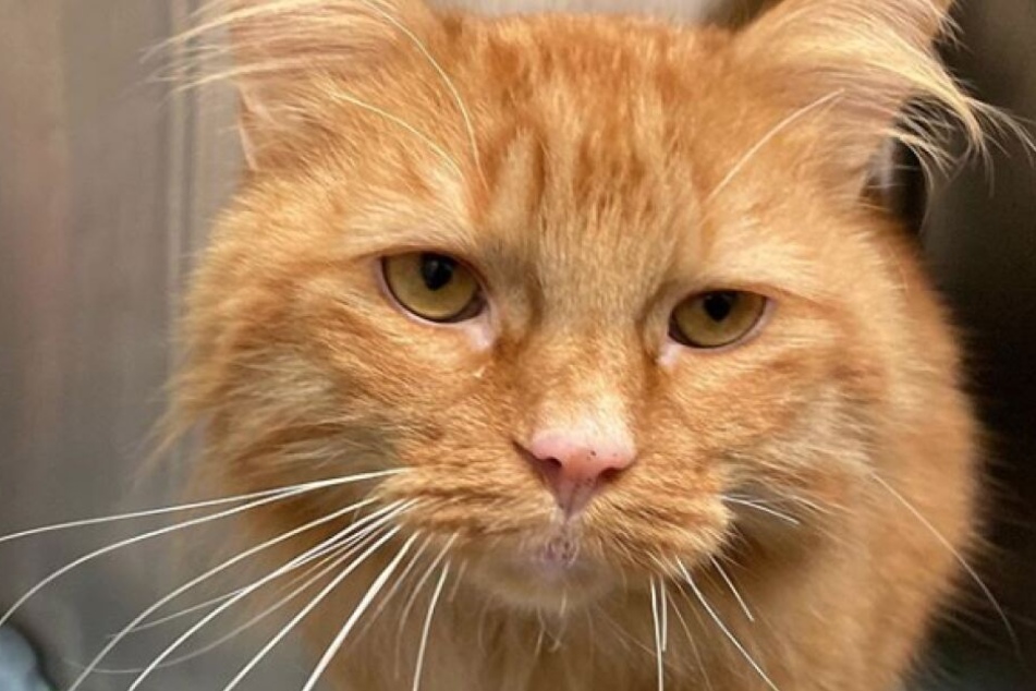 Der Kater wurde vermutlich gequält.