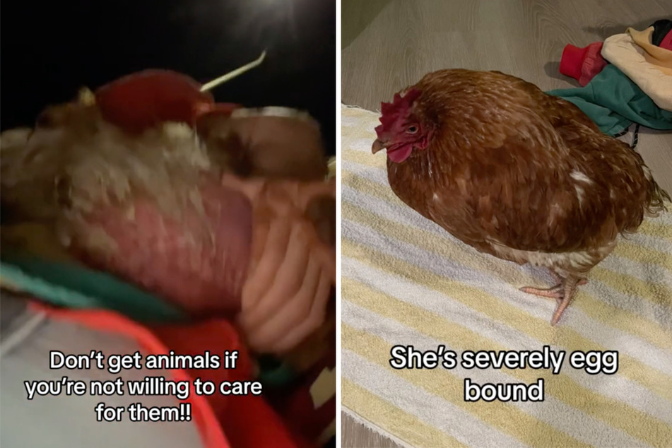 The hen is now recovering after being rescued just in time to save her life.