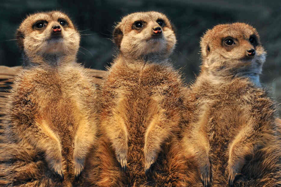 Die drei neuen Erdmännchen-Weibchen im Kölner Zoo.