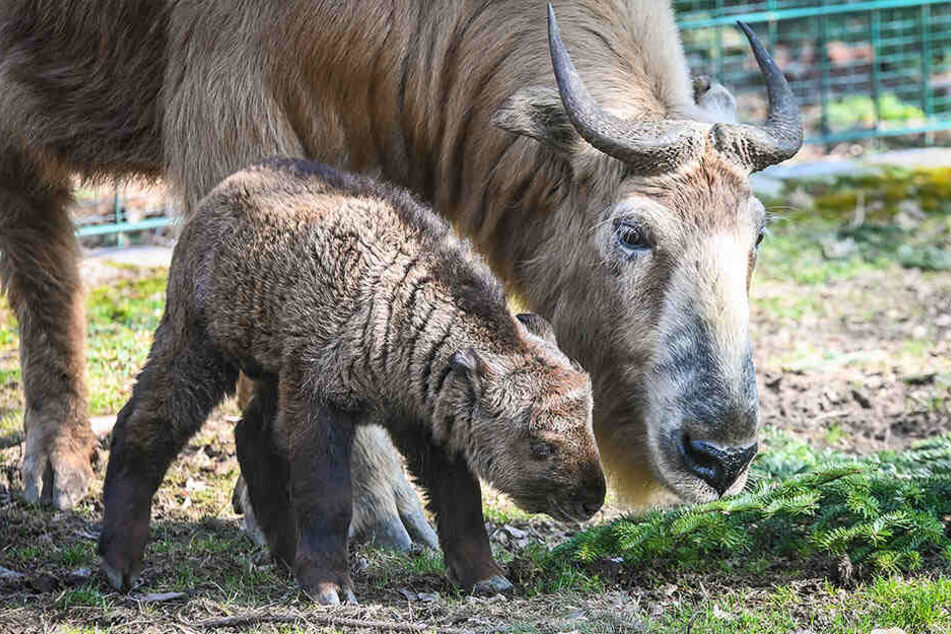 Das süße Goldtakin-Mädchen Banjong erkundet mit Mama Chengdu schon die Außenanlage.