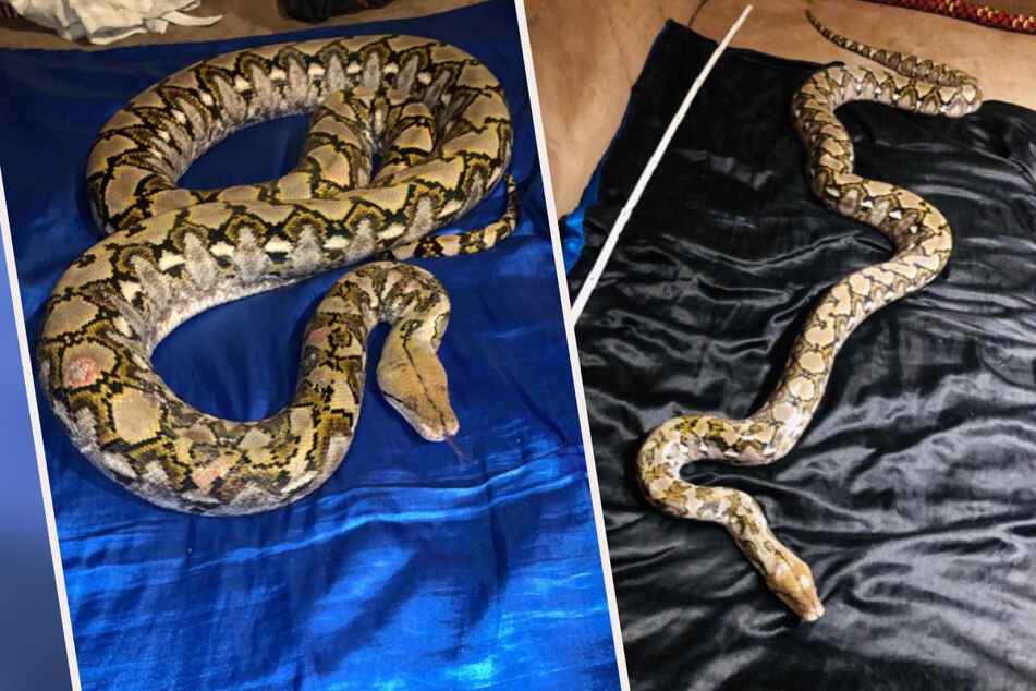 In Haldensleben ist diese privat gehaltene Python entwischt.