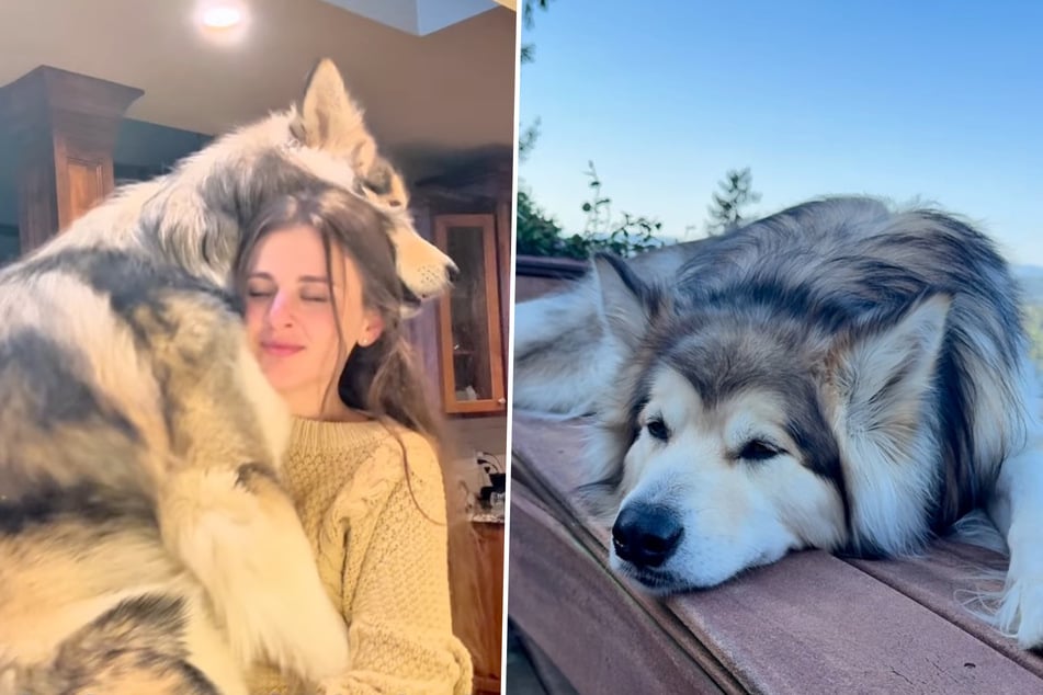 Einsamer Hund wird von Artgenossen gemieden: Was Besitzer dann tun, lässt Herzen schmelzen