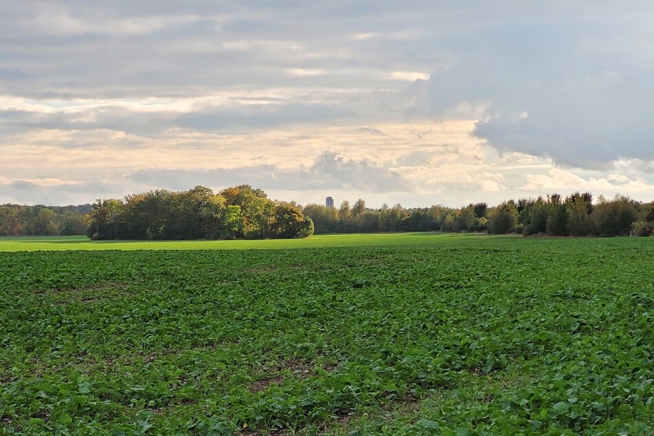 Dieses Feld wurde zum Schauplatz der Aufnahmen.