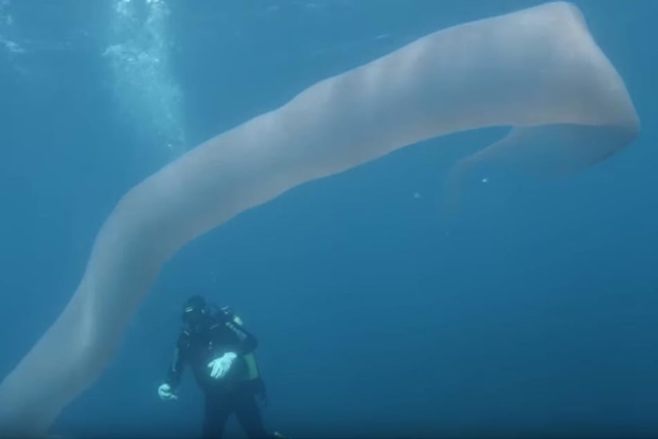 Diese gigantische Wurm wurde vor der Küste Neuseelands entdeckt.