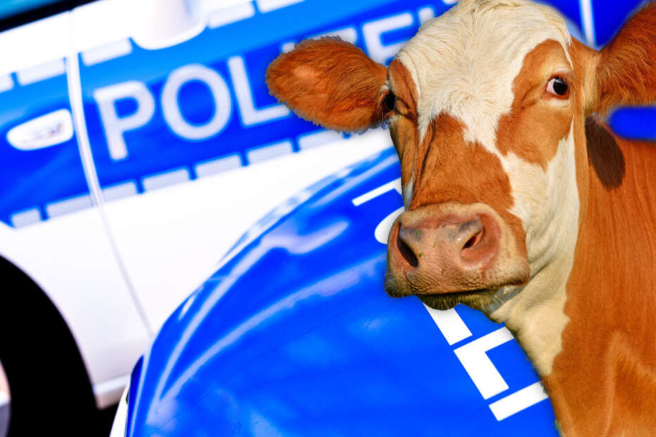 Fotomontage: Am Freitagabend musste die Polizei in Aschaffenburg einem ausgebüxten Rindvieh hinterherjagen (Symbolbild).