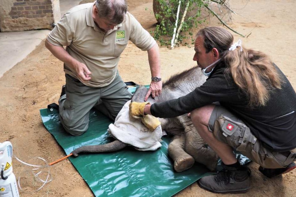 Während des Aufwachens wurde der kleine Elefant von seinem Pfleger und Arzt überwacht.