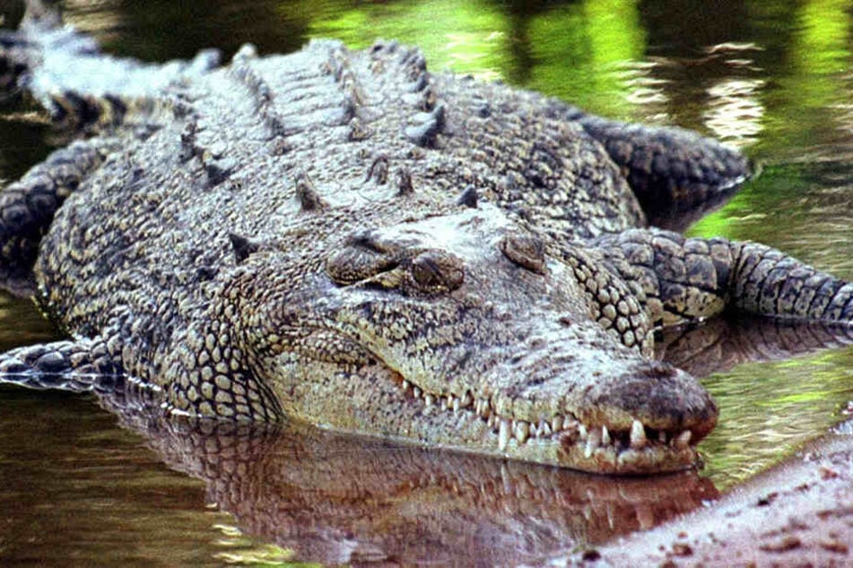 Ein Krokodil fraß den britischen Wirtschafts-Journalisten Paul McClean auf.