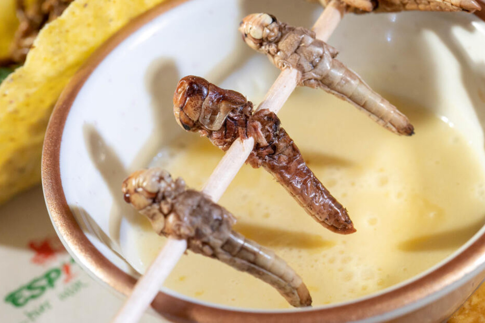 Die Heuschrecken werden kurz in Öl angebraten und dann mit einer Maiscremesuppe serviert.