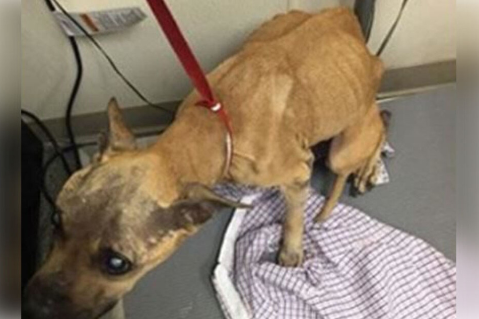Ein Tierarzt nahm den ausgemergelten Hund in seine Obhut.