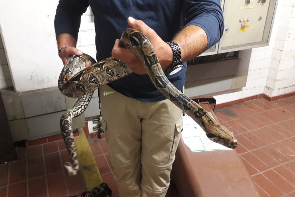 In Witten entdeckten Passanten eine Boa Constrictor neben einem Spielplatz.