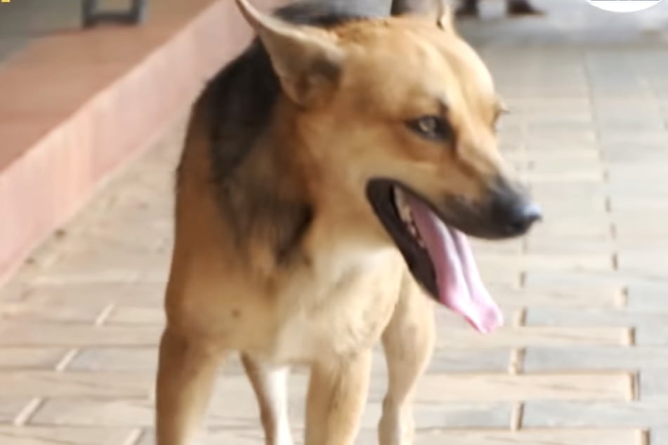 Der Vierbeiner wurde von der Verstorbenen lange durchgefüttert.