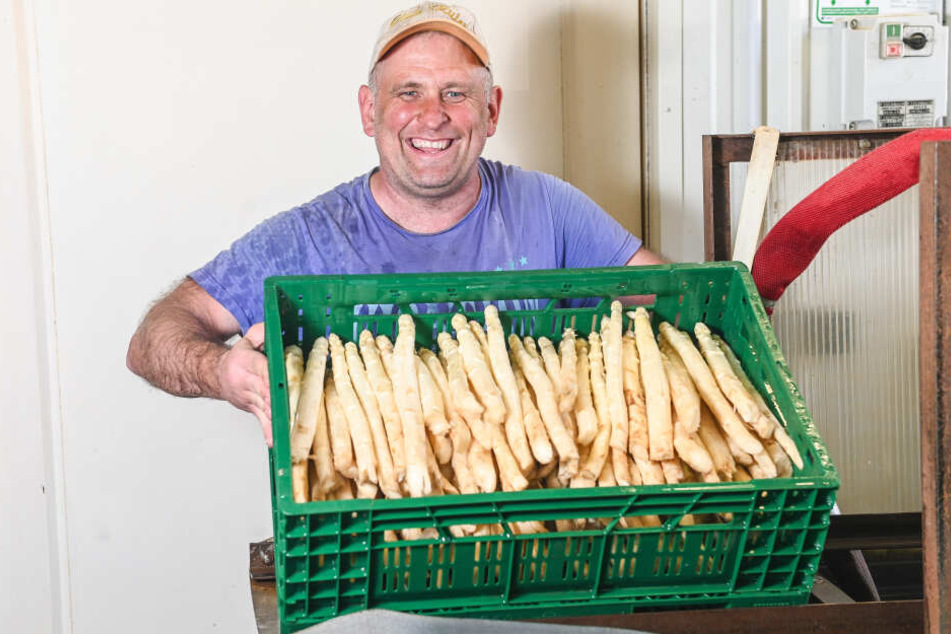 Wieslaw Polubiec (42) ist einer von vier Erntehelfern, die auf den Feldern in Wittichenau Spargel aus dem Boden holen.