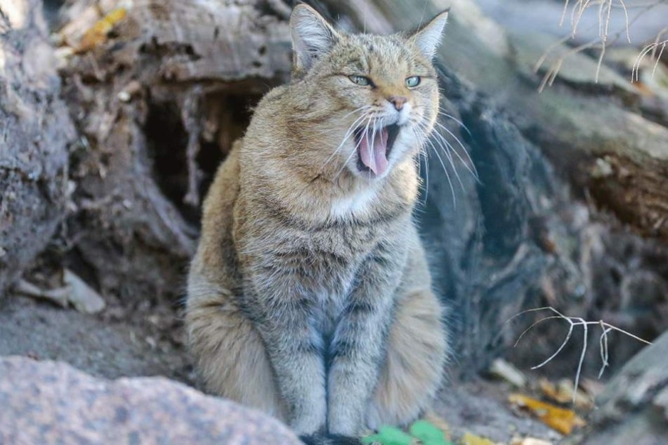 Miau! Eine der Wildkatzen beobachtete Mittwoch das Richtfest ihres neuen Domizils.