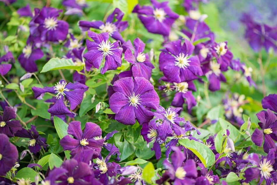 Achtung bei diesen Fehlern: So bringt man seine Clematis wieder zum Blühen