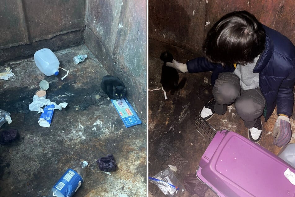 Bardzo ostrożnie przyjaciel Vanessy podszedł do zaniedbanej i osłabionej kotki.