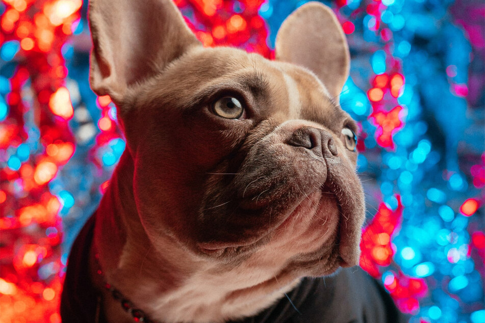 French bulldogs are very popular, and very short-lived.