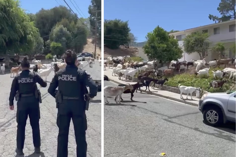 Die Polizeibeamten schauen mit an, wie die ausgebüxten Ziegen durch die Nachbarschaft in Pinole streifen.