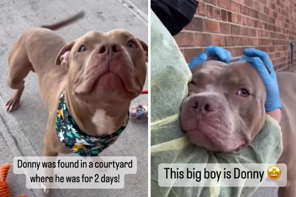 Dog finds its never-ending smile after being abandoned in a backyard