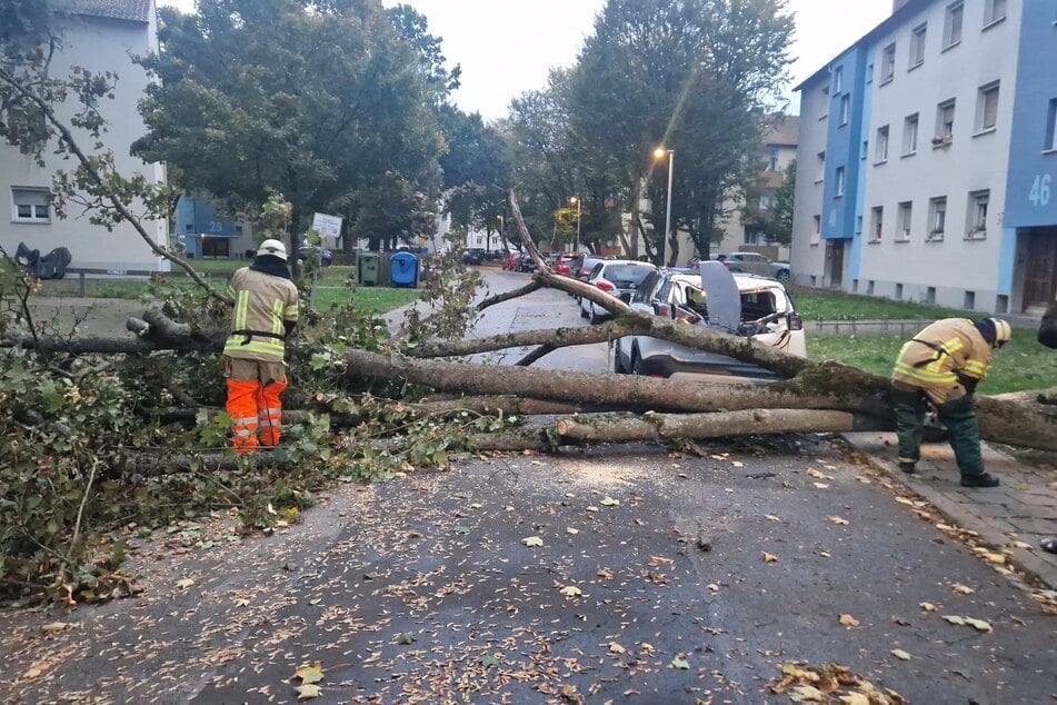 Die Feuerwehr beseitigt in Bamberg einen umgestürzten Baum.