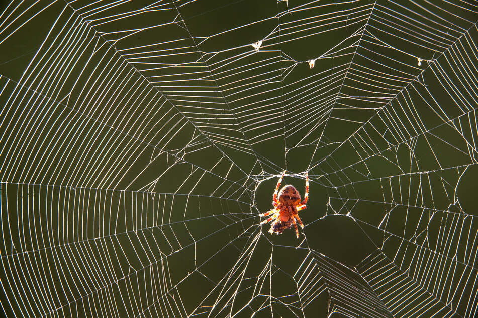 Egal wie groß oder klein, dick oder dünn: Eine Spinne will wohl wirklich niemand in seinem Ohr haben.