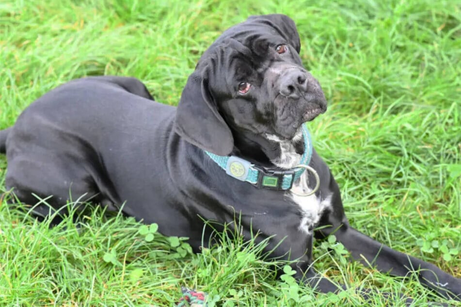 Percy (3) wartet im Tierheim Berlin auf ein neues Zuhause.