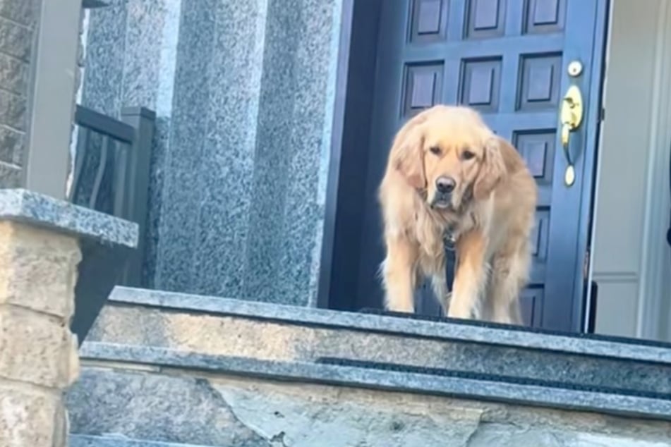 Charlie will partout nicht zu seinem Frauchen gehen.