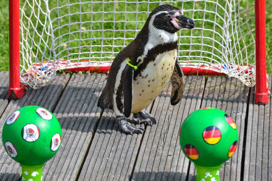 Pinguin Flocke entschied sich für keinen der Bälle. Das bedeutet also Unentschieden.
