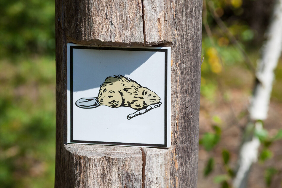 Die Königsbrücke Heide in der Westlausitz