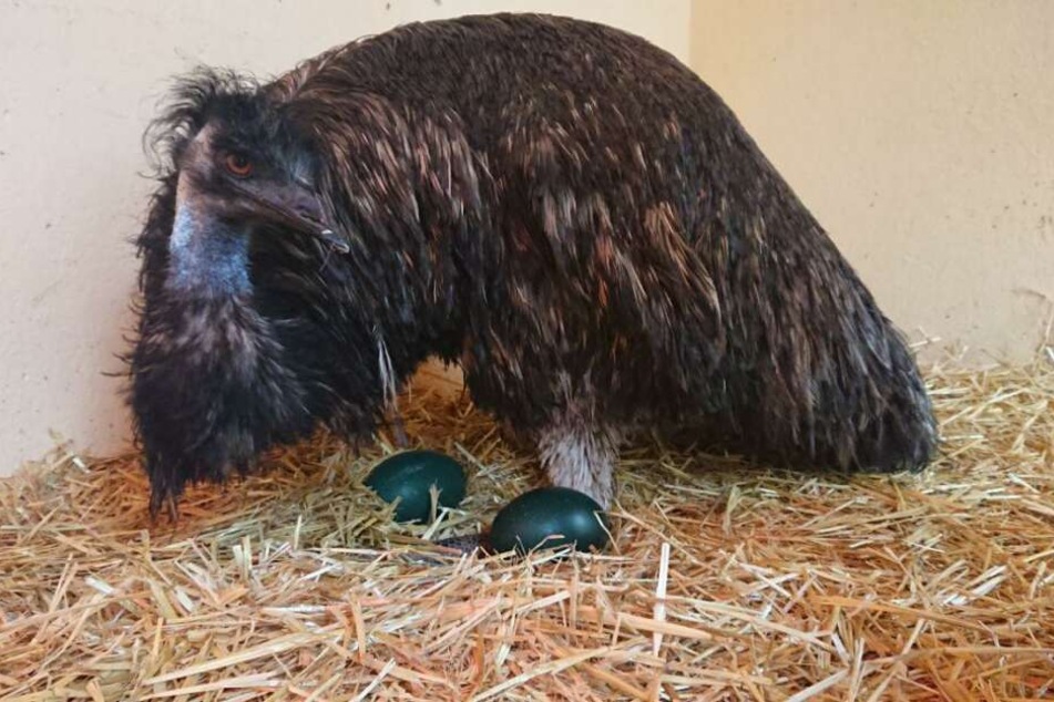 Emu Curly ist ein Super-Papa und will auch in diesem Jahr wieder brüten.