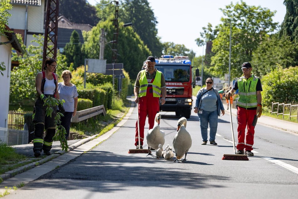 Mit freundlicher Unterstützung der Feuerwehr wurde die Schwanenfamilie durch den Ort eskortiert.