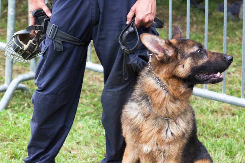 Hund Misshandelt Video Enthullt Tierqualerei Bei Polizeibehorde 24