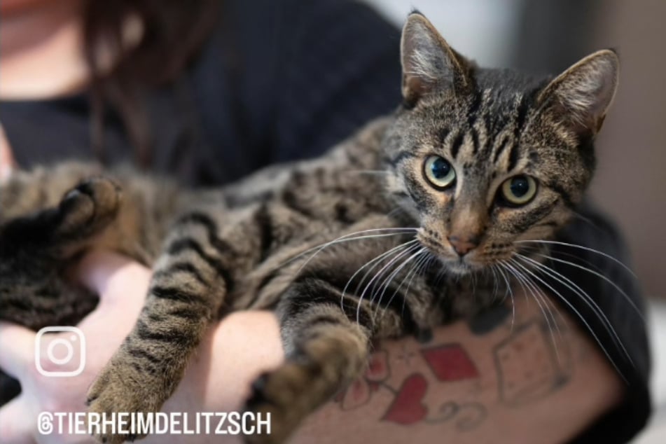 Im Tierheim Delitzsch sucht derzeit Katerchen Paul nach einem Zuhause.