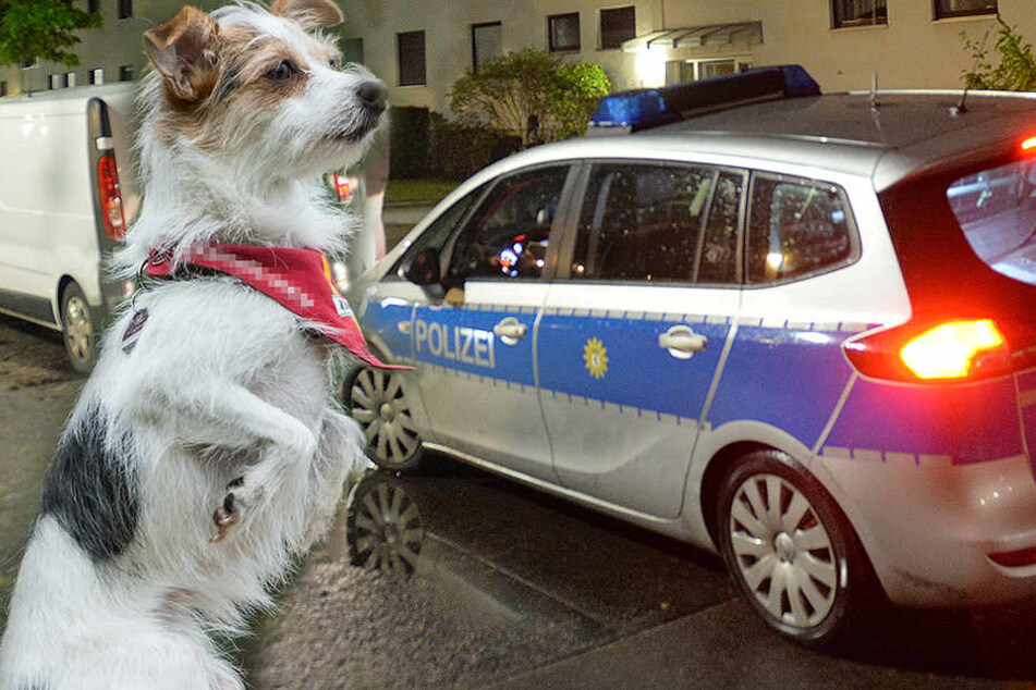 Die Polizisten stießen auf zwei vergnügte Jack Russel Mischlinge (Symbolbild).