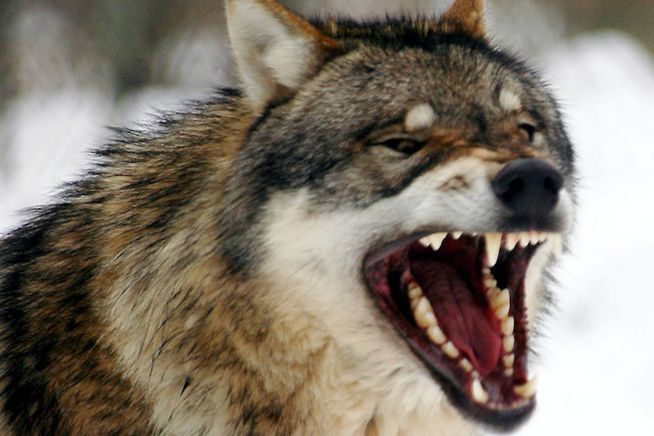 Ein Wolf könnte die Schafe zwischen Oberbayern und Österreich getötet haben. (Symbolbild)