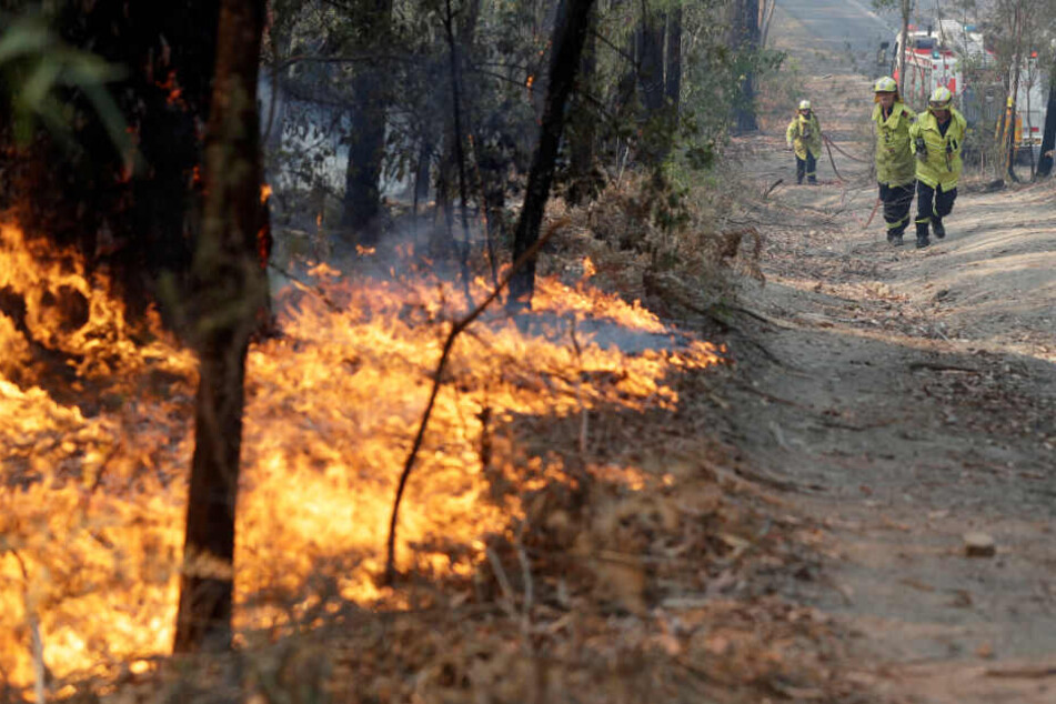 Einsatzkräfte der Feuerwehr tragen einen Schlauch, um ein Feuer in einem Wald zu bekämpfen.