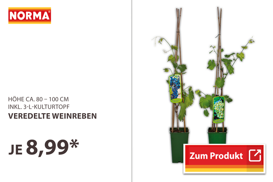 Veredelte Weinreben