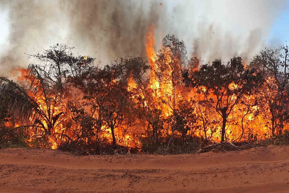Seit Wochen wüten Tausende Feuer im Amazonas-Gebiet und den angrenzenden Steppengebieten.