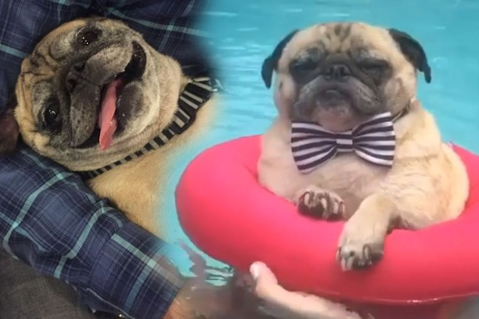 Mops Noodle chillt und chillt und chillt...