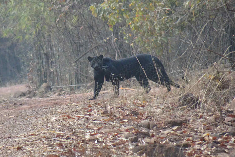 Nur Sekundenbruchteile waren es, dann war der Schwarze Panther schon wieder weg. Die reichten aber, um ein Foto zu schießen.