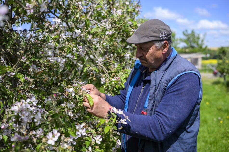 Die Apfelbäume der Sorte Pinova tragen noch Blüten. Obstbauer Heiko Hübler prüft die Fruchtstände.