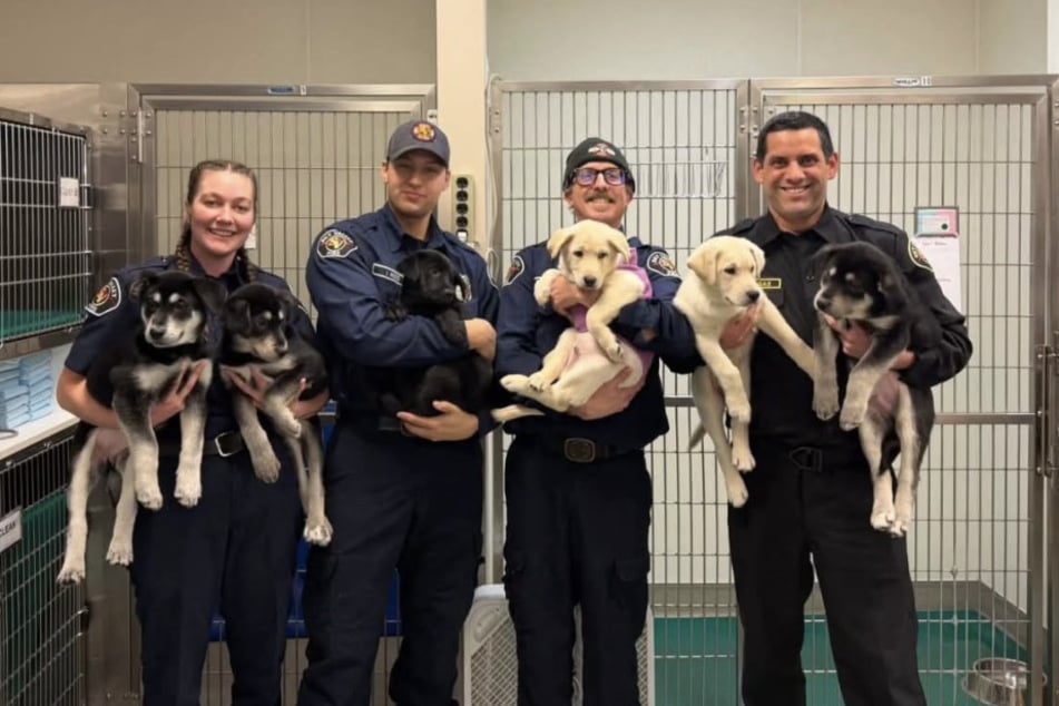 Als die Welpen auf der Sky-Valley-Wache ankamen, leisteten die Feuerwehrleute sofort Erste Hilfe.