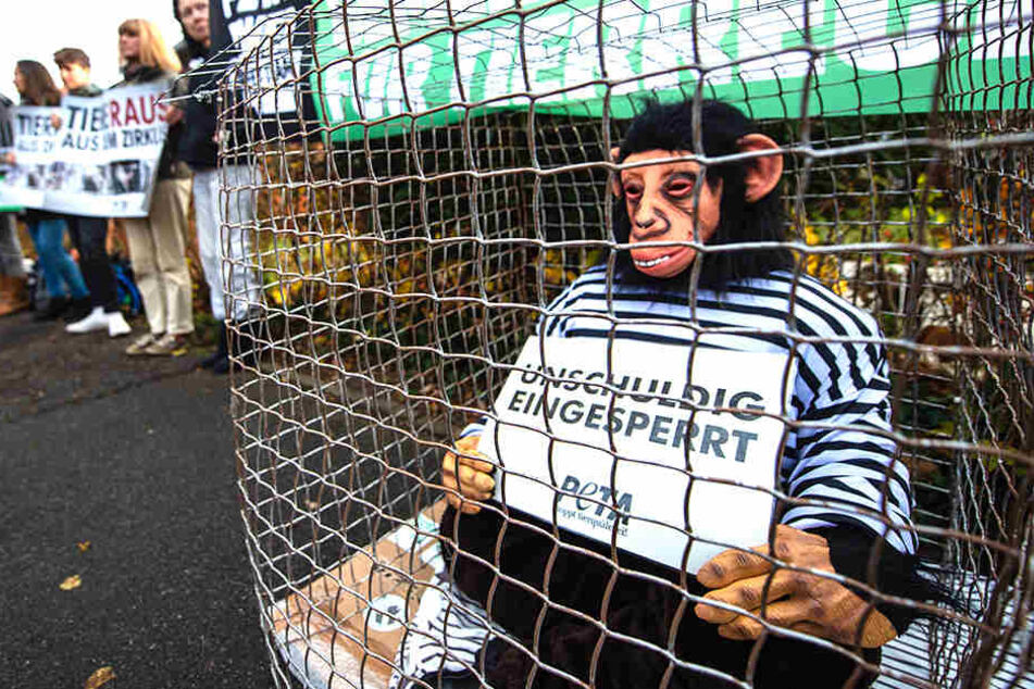 Ein Tierschützer sitzt im Affenkostüm in einem Käfig und demonstriert gegen die Haltung von Tieren im Zirkus.