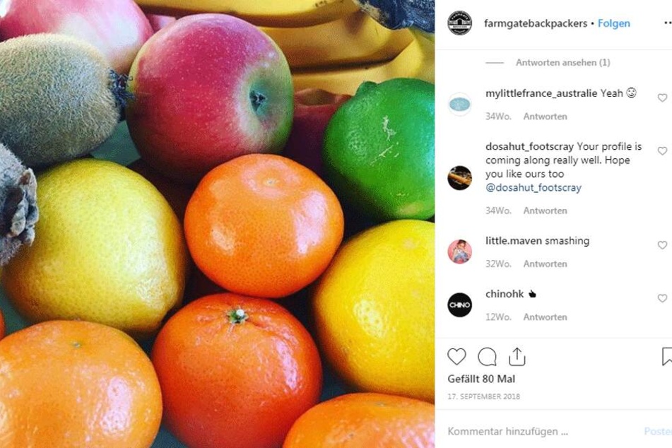 Trügt der schöne Schein? So sieht der bislang letzte Eintrag von Farmgate Backpackers auf Instagram aus.