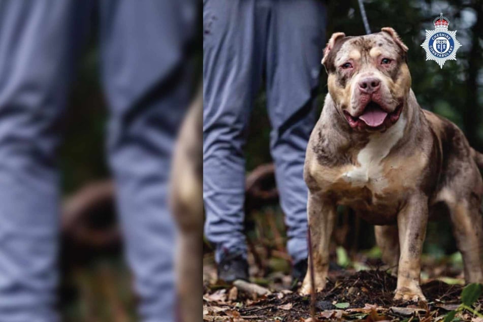 XL-Bully beißt Mann zu Tode: Besitzer muss lange in Haft