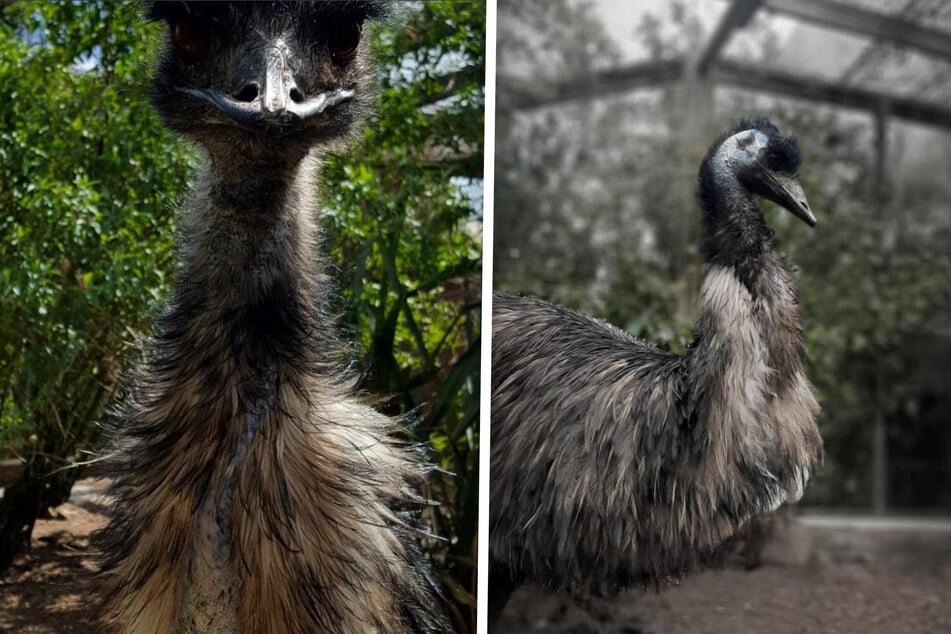 Emu Emma wurde 44 Jahre alt.