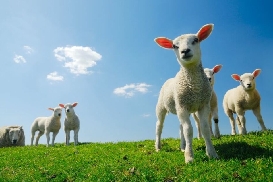 Im Vogtland wurden zwei Lämmchen gestohlen. (Symbolbild)