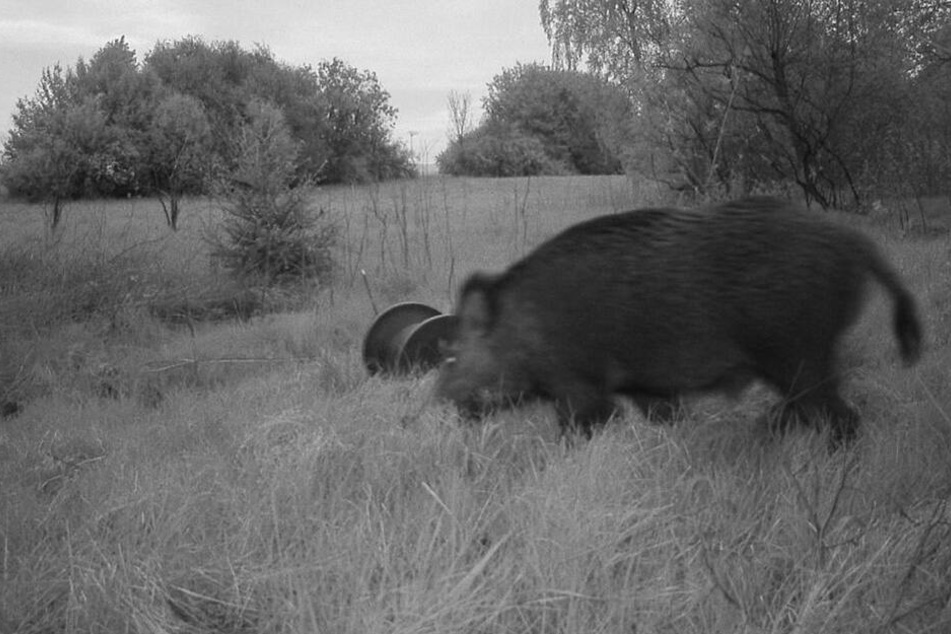 Diese Aufnahme einer Wildtierkamera aus dem Mai zeigt ein Wildschwein nahe der JVA am Hammerweg.