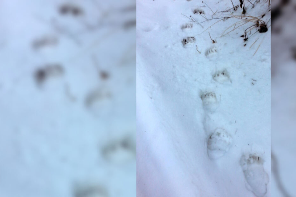 Spuren eines Braunbären sind im Landkreis Garmisch-Partenkirchen im Grenzgebiet zwischen Bayern und Tirol im Schnee zu sehen.