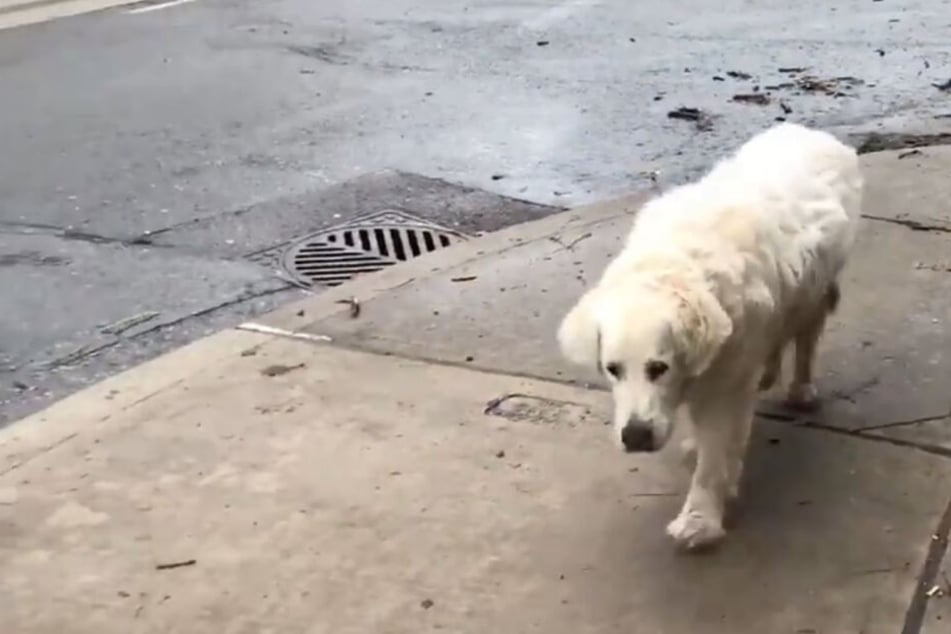 Hund macht seinen letzten Spaziergang, dann stirbt er