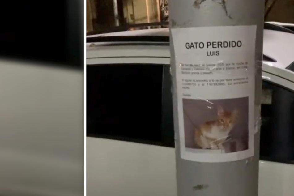 Frau entdeckt Vermissten-Plakat einer Katze: Dann macht sie eine kuriose Entdeckung an ihren Füßen